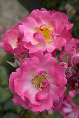 Rosa x / Rose 'Kathleen Ferrier'