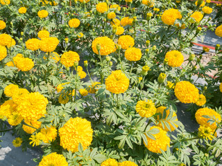 Beautiful marigold flower blossom in agriculture flower farm