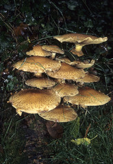 Pholiota squarrosa / Dryophila squarrosa / Pholiote écailleuse