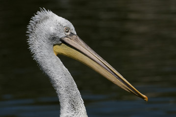 Pelecanus crispus / Pélican frisé