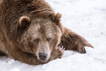 Grizzly Bear in the winter with snow life style(eat play chill)