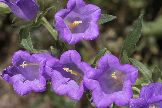 Campanula Trachelium / Campanule Gantelée