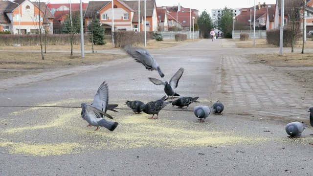 Flock of pigeons eating switchgrass in the urban park outdoors