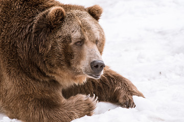 Fototapeta na wymiar Grizzly Bear in the winter with snow life style(eat play chill)