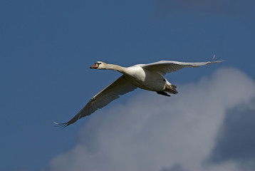 Cygnus olor / Cygne tuberculé