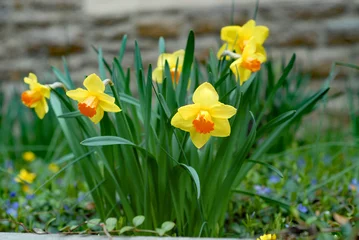 Crédence de cuisine en verre imprimé Narcisse cluster of bicolored trumpet daffodils in the garden