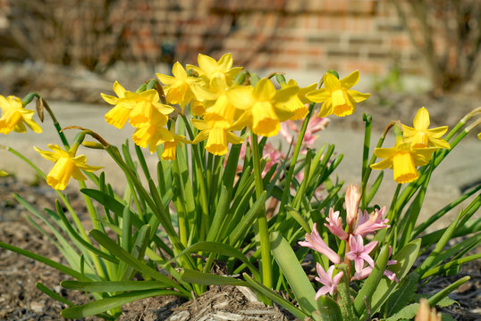 yellow miniature daffodils and pink hyacinths in the garden