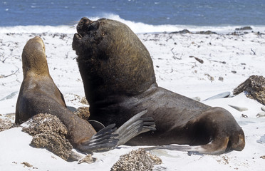 Arctocephalus australis australis  / Otarie à fourrure australe / Mâle et femelle