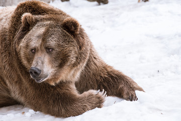 Fototapeta premium Grizzly Bear in the winter with snow life style(eat play chill)