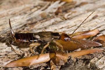 Forficula auricularia / Perce-oreille forficule