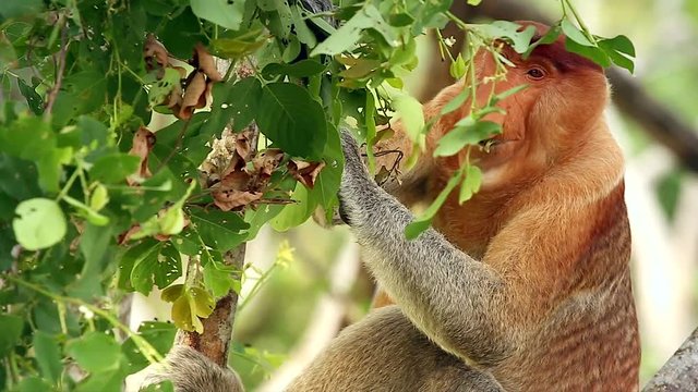 A highly Endangered Proboscis Monkey (Nasalis larvatus) eating leaves in a tree in the wild jungles of Borneo. Extreme close up macro of a big mature male with a huge nose.