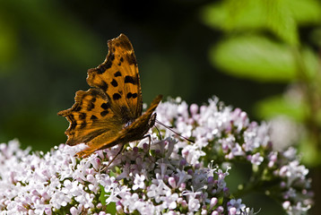 Polygonia c album / Robert le diable