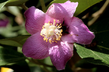 Lagunaria patersonii