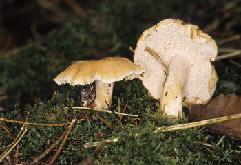 Hydnum rufescens / Sarcodon rufescens / Hydne roussissant