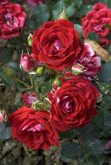 Rosa x / Rose 'Maidy'