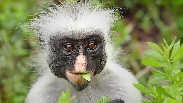 Highly endangered Zanzibar Red Colobus Monkey (Procolobus kirkii) in Jozani Forest on island of Zanzibar (Tanzania, Africa). Close up of feeding on leaves. About 1,600 to 3,000 individuals remain.