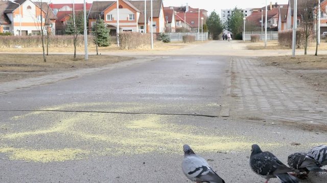 Flock of pigeons eating switchgrass in the urban park outdoors