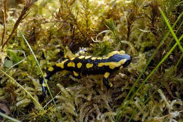 Salamandra salamandra / Salamandre terrestre