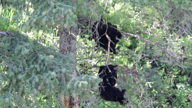 Black Bear Cubs