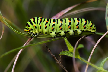 Papilio machaon / Machaon