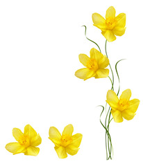 spring flowers narcissus isolated on white background