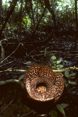 Rafflesia arnoldi / Rafflésie