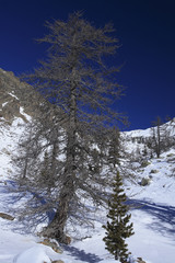 Larix decidua / Mélèze commun