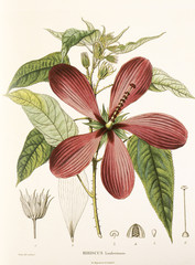 Illustration botanique / Hibiscus lambertianus