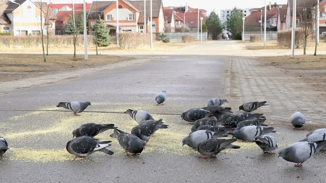 Flock of pigeons eating switchgrass in the urban park outdoors