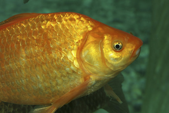 Carassius Auratus / Poisson Rouge / Carassin Doré