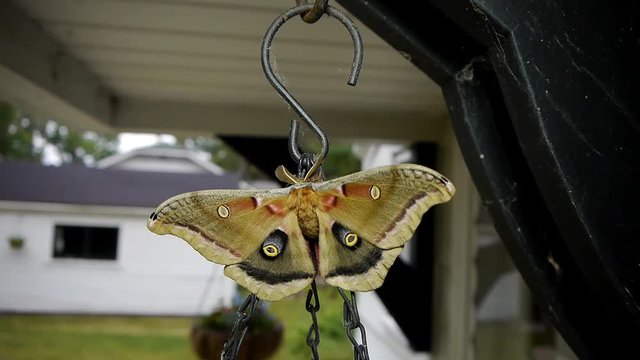 Polyphemus moth resting on a hanging plant on the porch.