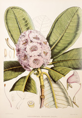 Plakaty  Illustration botanique / Rhododendron hodgsoni