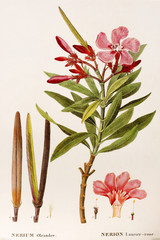 Illustration botanique / Nerium oleander / Laurier rose