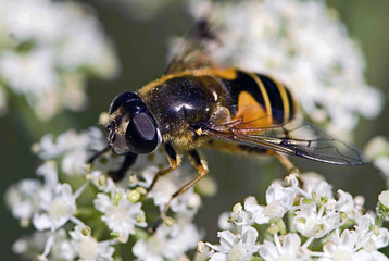 Eristalis tenax / Eristale gluante