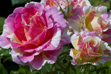 Fototapeta na wymiar Rosa x / Rose 'Claude Monet'