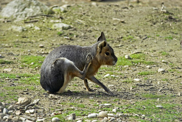 Dolichotis patagonum / Mara