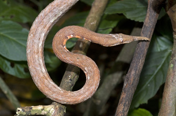 Langaha madagascariensis / Serpent liane