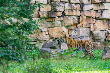 Naklejka na ściany i meble Young bengal tiger walking on the grass