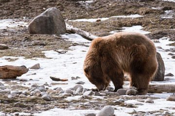 Grizzly Bear in the winter with snow life style(eat play chill)