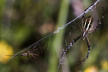 Argiope bruennichi / Epeire fasciée / Mâle / Femelle