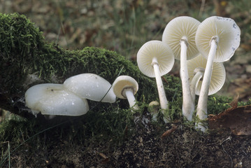 Mucidula mucida / Collybie visqueuse