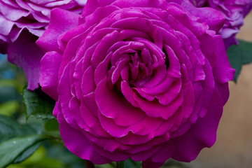 Rosa x / Rose 'Chartreuse de Parme'