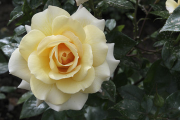 Rosa x / Rose 'Marjolaine'