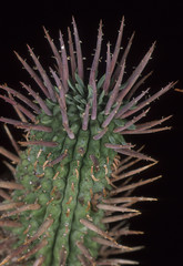 Naklejka na ściany i meble Euphorbia ferox / Euphorbe