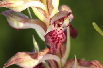 Orchis fragans / Orchis coriophora ssp fragrans / Orchis parfumé