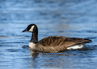 Canada Goose Swimming 