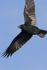 Corvus frugilegus / Corbeau freux