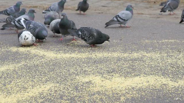 Flock of pigeons eating switchgrass in the urban park outdoors