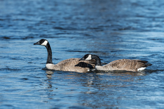 Pair of Canada Geese Swimming  