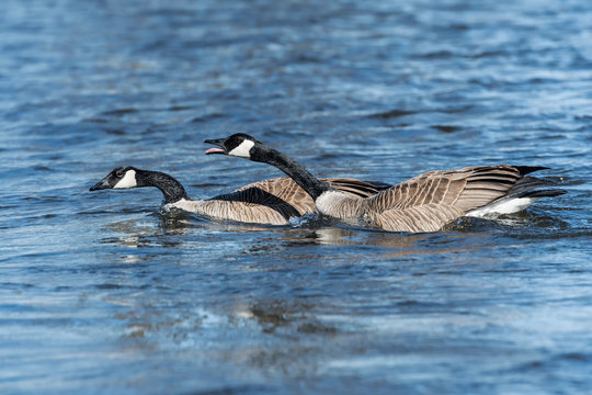 Pair of Canada Geese Swimming and Calling